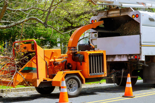 Best Tree Trimming and Pruning  in Weatherly, PA